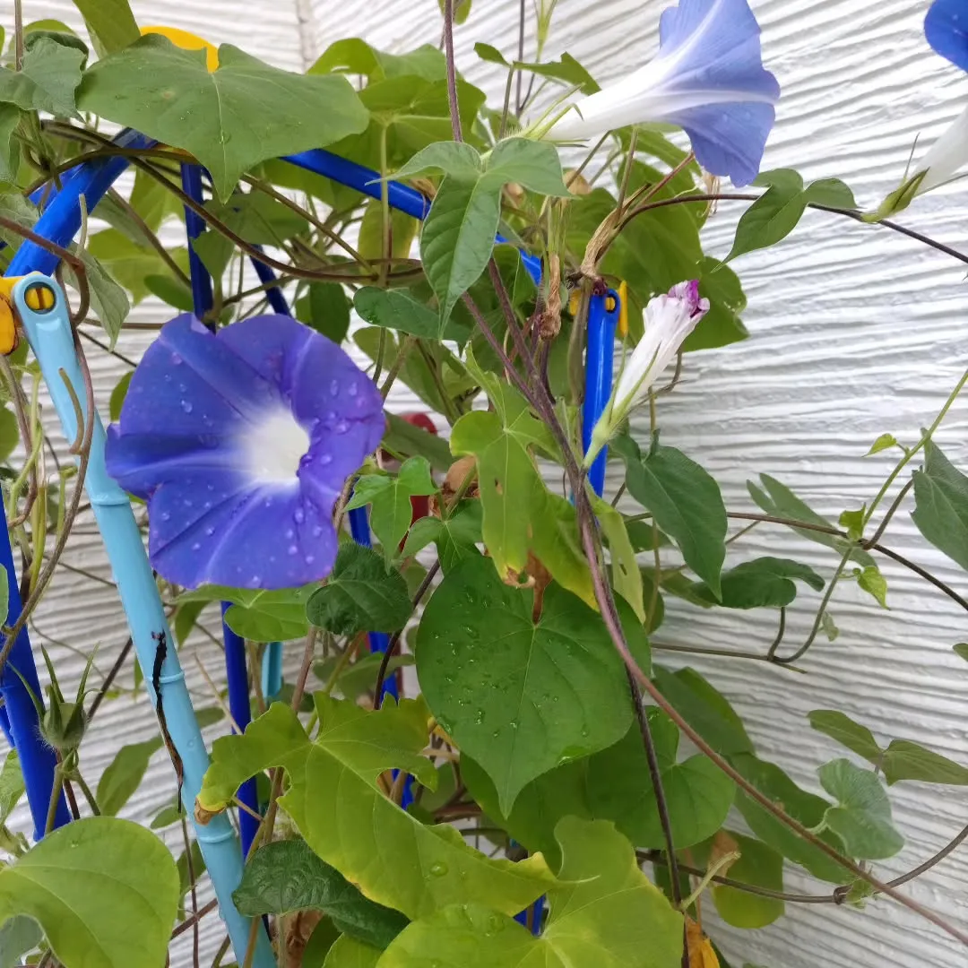 🪻🪻朝顔🪻🪻